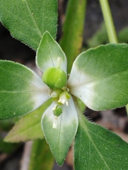 Euphorbia schiedeana