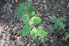 Physalis cinerascens