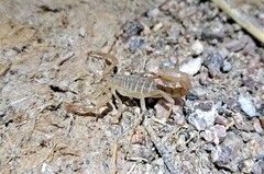 Paravaejovis confusus