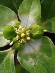 Euphorbia schiedeana