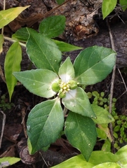 Euphorbia schiedeana