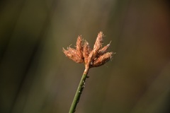 Schoenoplectus acutus