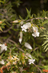 Astroloma xerophyllum