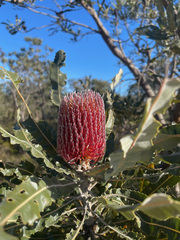 Banksia menziesii