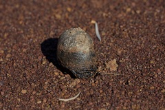 Pisolithus arhizus