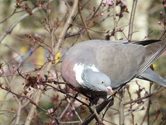 Columba palumbus