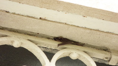 Tadarida brasiliensis