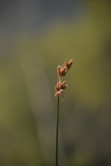 Schoenoplectus acutus