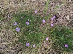 Brachyscome multifida
