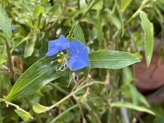 Commelina auriculata