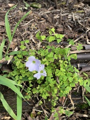 Oxalis incarnata