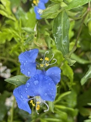 Commelina auriculata