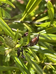 Hypericum prolificum