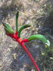 Anigozanthos manglesii