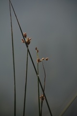 Schoenoplectus acutus