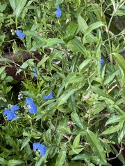 Commelina auriculata