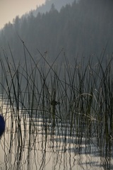 Schoenoplectus acutus