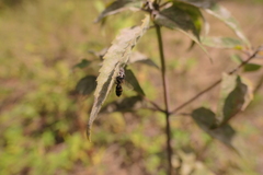 Salticidae