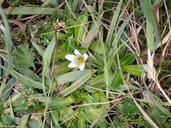 Gentianella limoselloides