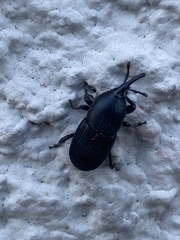 Scyphophorus acupunctatus
