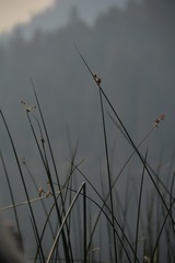 Schoenoplectus acutus