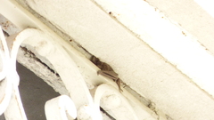 Tadarida brasiliensis