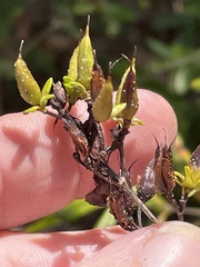 Hypericum prolificum
