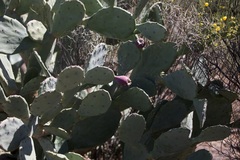 Opuntia stricta
