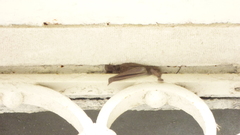 Tadarida brasiliensis