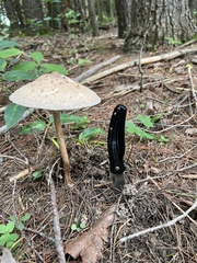 Macrolepiota ameriprocera