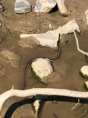 Thamnophis cyrtopsis