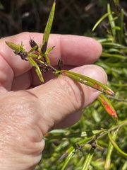Hypericum prolificum