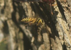 Vespula squamosa