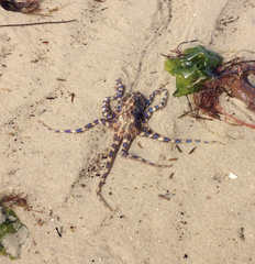 Hapalochlaena maculosa