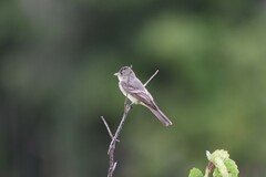 Tyrannidae