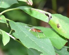 Ischnus inquisitorius
