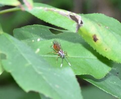 Ischnus inquisitorius