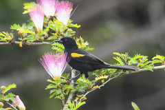 Icterus pyrrhopterus