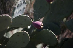 Opuntia stricta