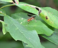 Ischnus inquisitorius