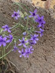 Ipomopsis multiflora
