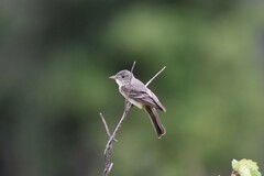 Tyrannidae