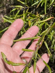 Hypericum prolificum