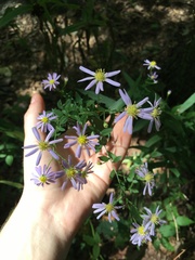 Symphyotrichum prenanthoides