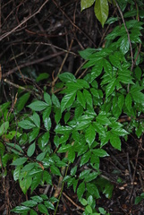 Wisteria sinensis