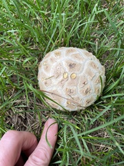 Lycoperdon utriforme
