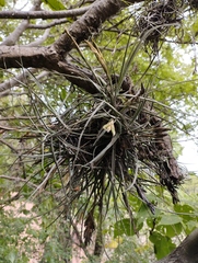 Tillandsia schiedeana