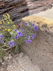Ipomopsis multiflora