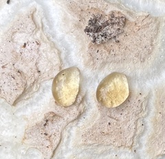 Lycoperdon utriforme