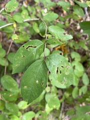 Lonicera morrowii